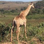 Giraffe im Krugerpark.